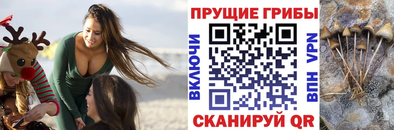 цена   Городище  Псилоцибиновые грибы прущие грибы 